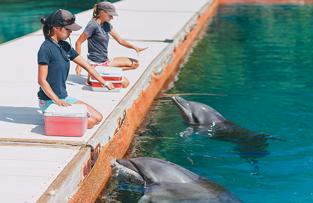 One Day Dolphin Trainers